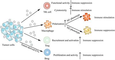 Tumor-Derived Extracellular Vesicles Regulate Cancer Progression in the Tumor Microenvironment